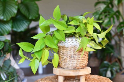 Comment tailler correctement un pothos, directement d’un jardinier professionnel