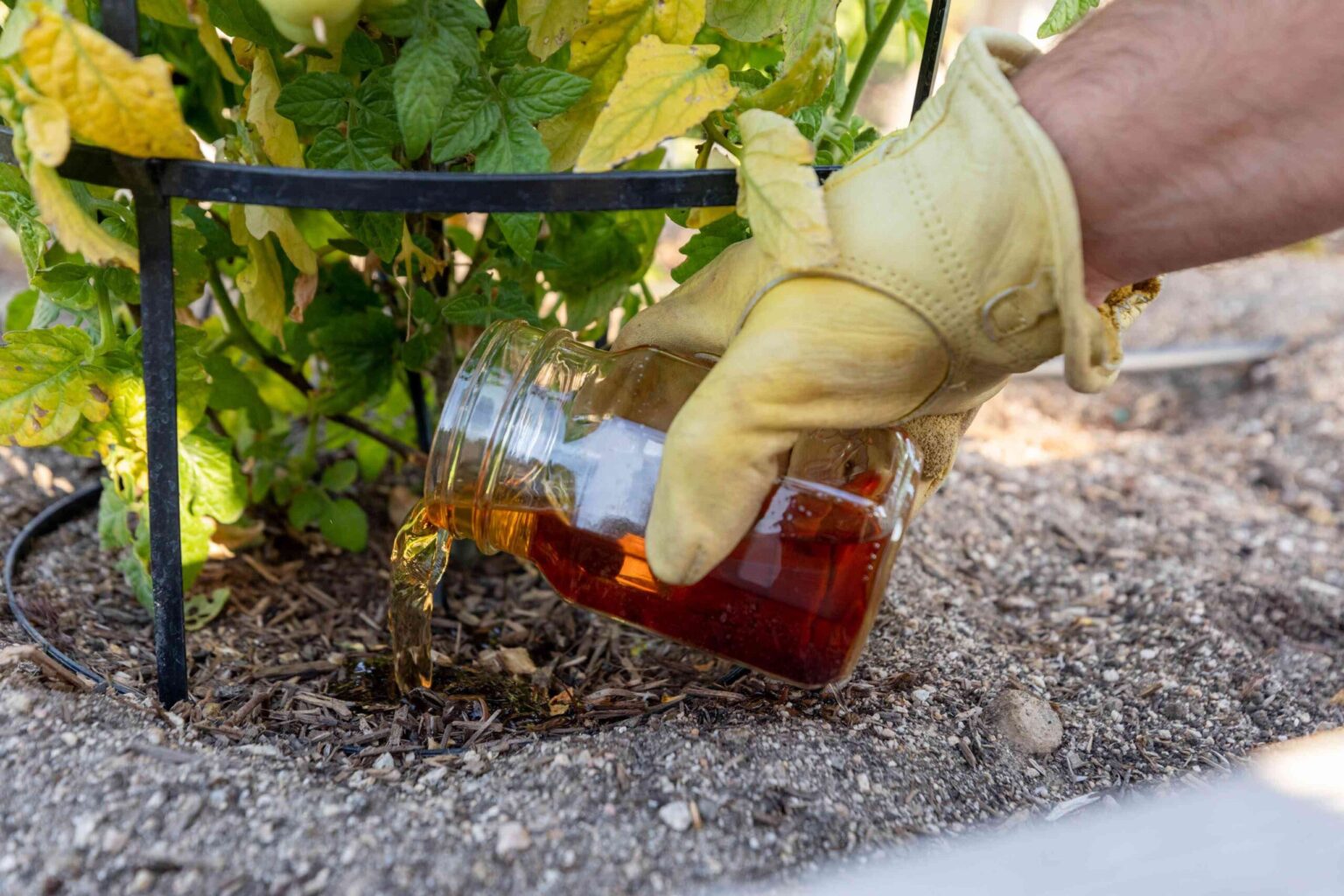 Comment préparer du thé de compost, la potion magique qui fait prospérer vos plantes.