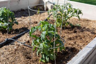 Comment utiliser des cages à tomates