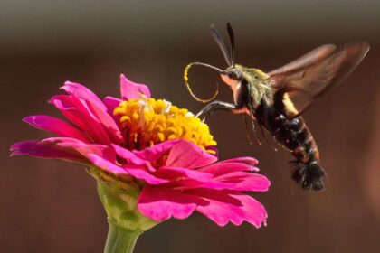 Comment identifier les sphinx colibris