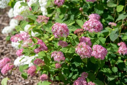 Les hortensias nécessitent des soins supplémentaires en hiver : 4 conseils à suivre pour les garder en vie.