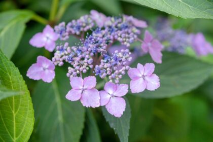 Comment cultiver l’hydrangea serrata (hortensia des montagnes)