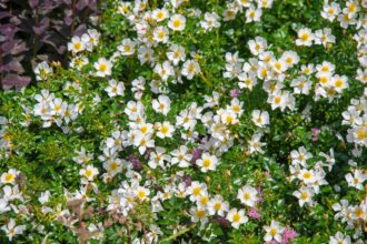 Comment identifier et éliminer la rose multiflore