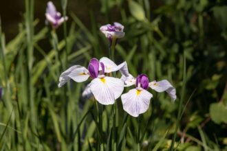 Les 9 meilleures variétés d’iris pour le jardin fleuri