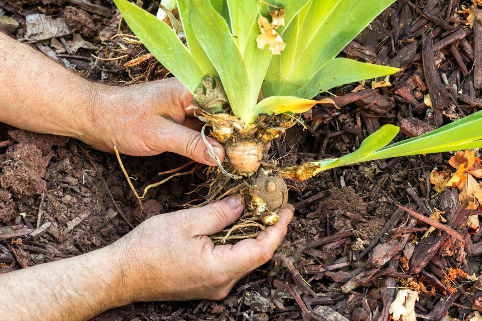 Devez-vous diviser les bulbes de fleurs ? Comment obtenir encore plus de fleurs.