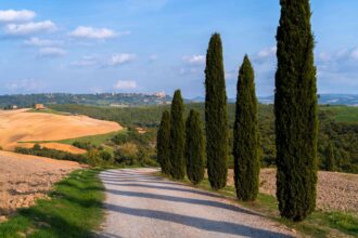 Comment cultiver et entretenir le cyprès d’Italie