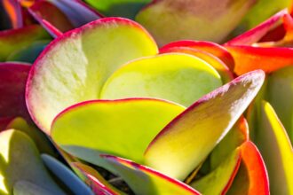 Comment cultiver et entretenir le Kalanchoe thyrsiflora