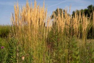 Comment cultiver la fétuque de Karl Foerster dans votre jardin ?