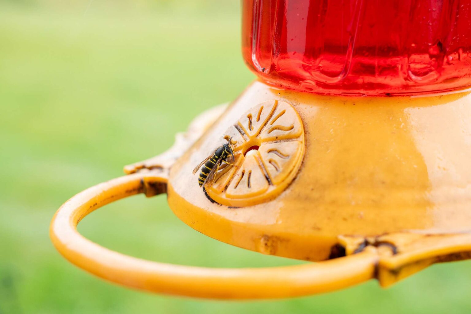 Ne laissez pas les abeilles envahir vos mangeoires à colibris : 9 solutions pour les éloigner.