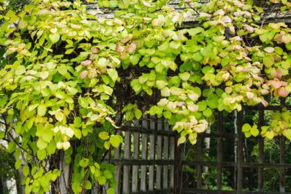 Comment cultiver et entretenir la vigne de kiwi rustique