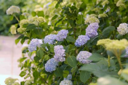 Les hortensias ont-ils besoin de plein soleil ? 4 conseils d’experts pour des fleurs magnifiques.