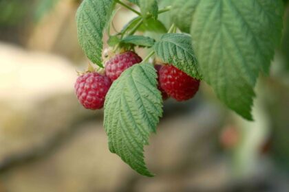 Comment cultiver et entretenir des framboisiers dans votre jardin domestique