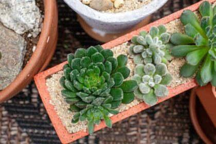 59 Succulentes À Cultiver Qui Sont Parfaitement Peu Exigeantes