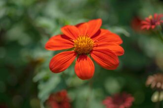 Comment cultiver et entretenir des tournesols mexicains