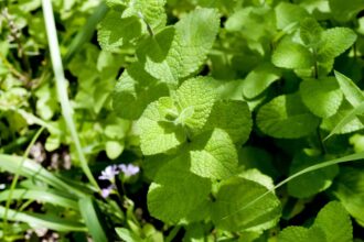 Cette variété de menthe est l’ajout parfait à tout jardin d’herbes d’automne : comment la cultiver.