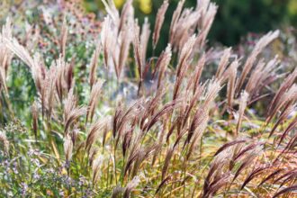 Comment cultiver et entretenir le Miscanthus (herbe argentée)