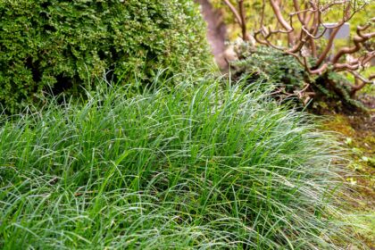 Comment planter et cultiver du gazon Mondo dans votre jardin