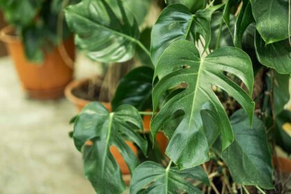 5 Raisons pour lesquelles les feuilles de votre Monstera se recroquevillent et comment y remédier