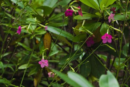 Comment cultiver et entretenir le tabac à fleurs