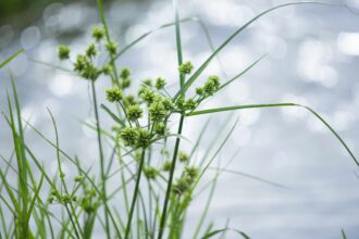 Comment éliminer le chiendent indésirable de votre pelouse ou jardin