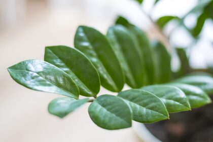 Pourquoi les feuilles de mon Zamioculcas jaunissent-elles ? 5 raisons possibles et comment y remédier.