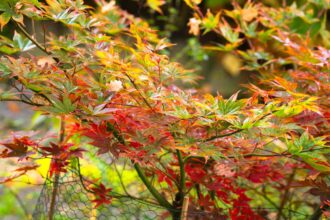 Comment cultiver et entretenir l’érable japonais Osakazuki