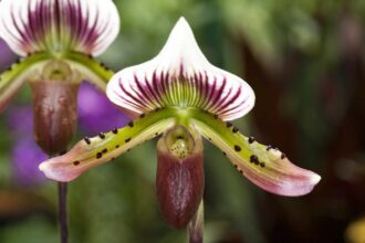 Cultiver des orchidées Paphiopedilum chez soi est plus facile que vous ne le pensez – Voici comment faire.