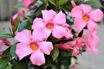 Mandevilla : Un entretien particulier cet hiver — Que faire maintenant pour des plantes en pleine forme.