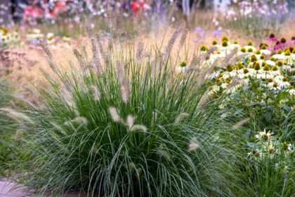 Comment cultiver le Pennisetum (Graminées en fontaine)