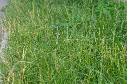 Ray-grass pérenne : Avantages et inconvénients comparés