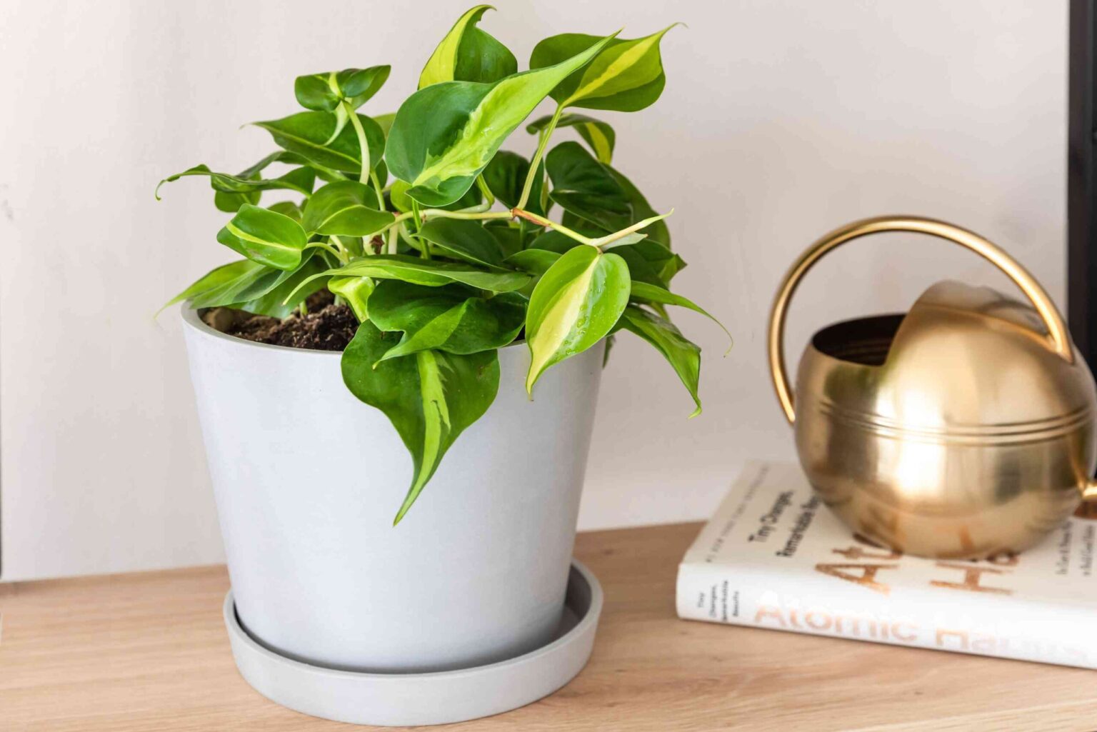 Fréquence d’arrosage idéale pour des vignes de philodendron les plus longues et les plus luxuriantes.