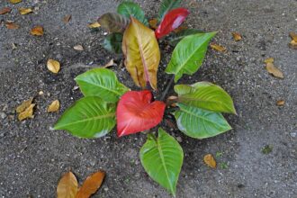 Cultivez et entretenez le Philodendron Imperial Red comme un expert