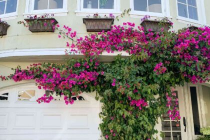 Comment cultiver et entretenir la bougainvillée pour des fleurs éclatantes