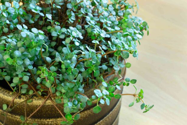 Pilea Glauca : Entretenez cette plante d’intérieur tropicale sans effort