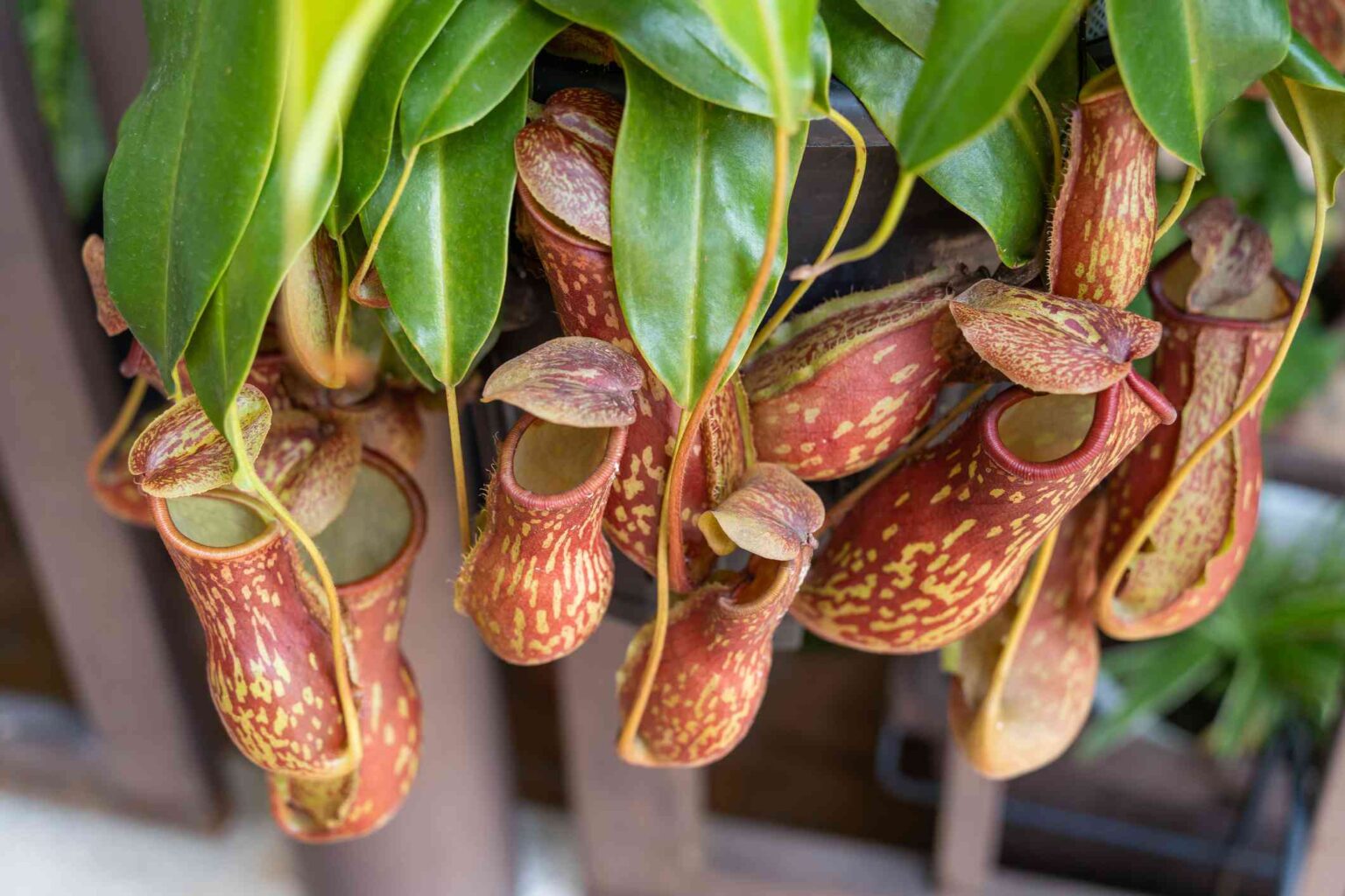 Les plantes carnivores en pot : idéales pour contrôler les insectes en intérieur – Comment les cultiver comme un pro