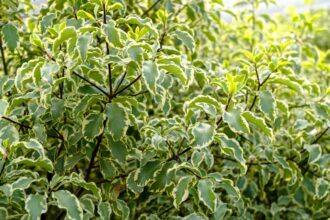 Comment cultiver et entretenir le Kohuhu (Pittosporum tenuifolium)