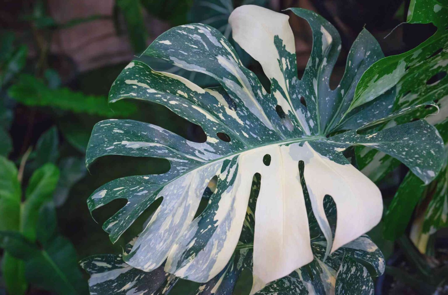 Qu’est-ce qu’une plante variegée ? Tout ce que vous devez savoir