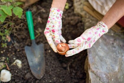 8 Conseils pour Planter des Bulbes à l’Automne afin de Profiter de Belles Fleurs au Printemps, d’un Expert