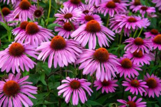 Les Échinacées ont besoin de soins spéciaux en hiver – Ce que vous devez faire dès maintenant pour des plantes épanouies.