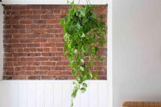 Comment cultiver et entretenir le Pothos