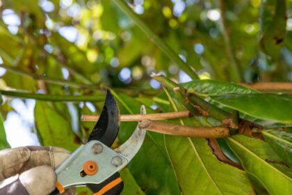 Un jardinier avertit : c’est le pire moment pour tailler les arbres – Ce qu’il faut savoir