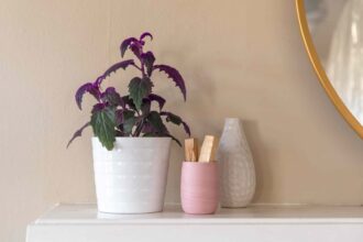 21 Plantes d’intérieur violettes à cultiver chez soi pour une touche de couleur amusante