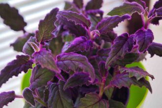 Comment cultiver et entretenir la plante de passion violette