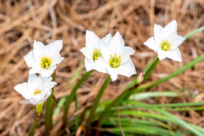 Comment cultiver et entretenir les lys de la pluie