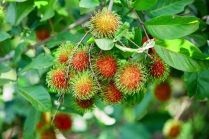 Les plants de ramboutan prospèrent sous la chaleur de fin d’été : Guide pour les cultiver comme un pro.