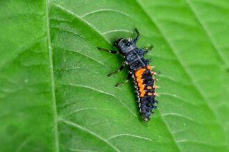 L’apparence des larves de coccinelle et leurs bienfaits pour votre jardin