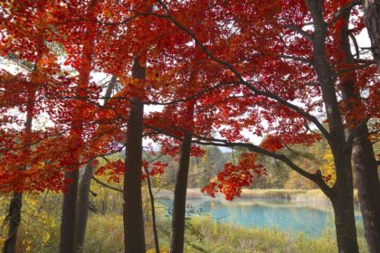 Pourquoi les arbres perdent-ils leurs feuilles ?