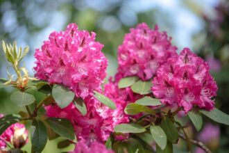 Comment cultiver et entretenir des rhododendrons