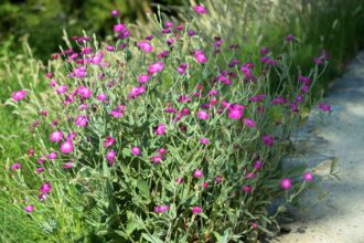 Comment cultiver et entretenir le Lychnis coronaria