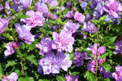 Quand faut-il tailler l’hibiscus syriacus ? 6 conseils à connaître pour un jardinier